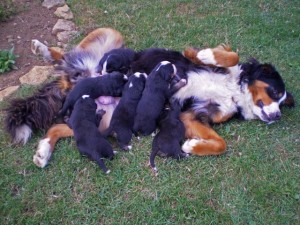 chiots